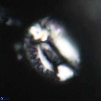 Helicosphaeroides lophotes VR 31180