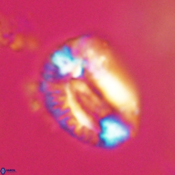 Helicosphaeroides lophotes VR 31181