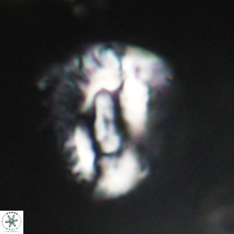 Helicosphaeroides lophotes VR 31183