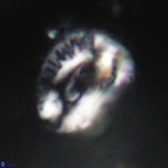 Helicosphaeroides lophotes VR 31184