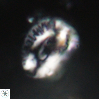 Helicosphaeroides lophotes VR 31184