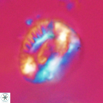 Helicosphaeroides lophotes VR 31185