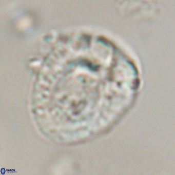 Helicosphaeroides lophotes VR 31187