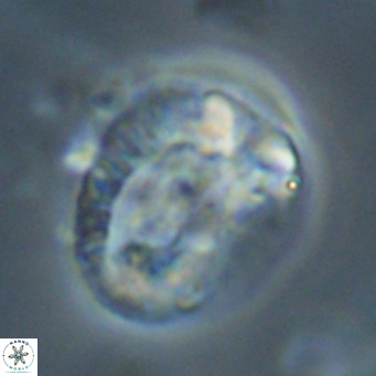 Helicosphaeroides lophotes VR 31191