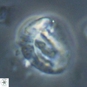 Helicosphaeroides lophotes VR 31192