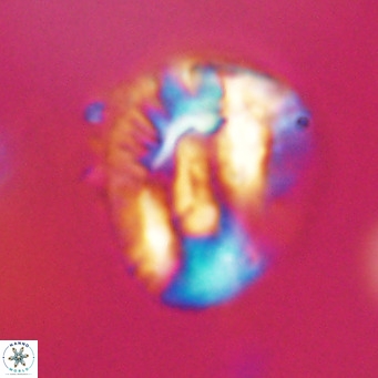 Helicosphaeroides lophotes VR 31193