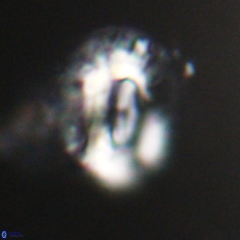 Helicosphaeroides lophotes VR 31195