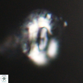 Helicosphaeroides lophotes VR 31195