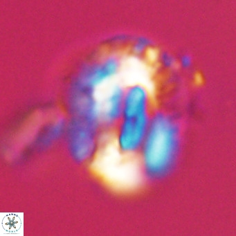 Helicosphaeroides lophotes VR 31196
