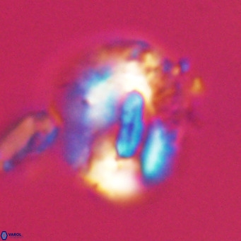 Helicosphaeroides lophotes VR 31197
