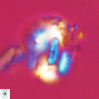Helicosphaeroides lophotes VR 31197