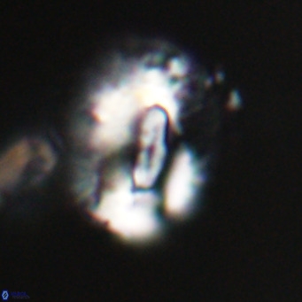 Helicosphaeroides lophotes VR 31198