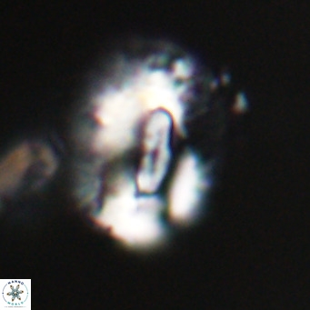 Helicosphaeroides lophotes VR 31198