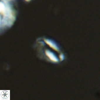Helicosphaeroides mullerae VR 09896