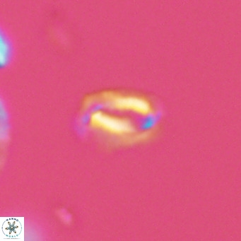 Helicosphaeroides mullerae VR 09898
