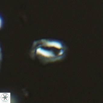 Helicosphaeroides mullerae VR 09899