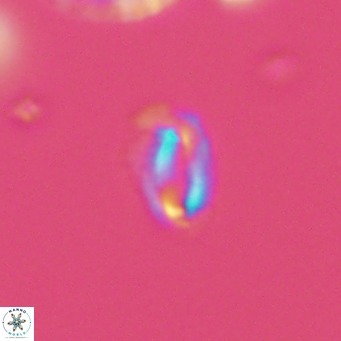 Helicosphaeroides mullerae VR 09901