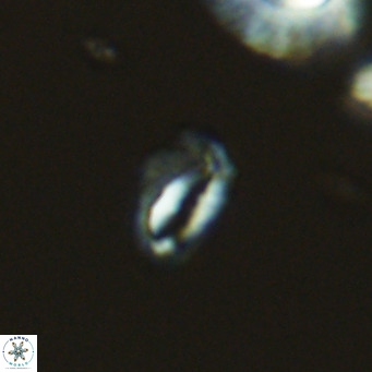 Helicosphaeroides mullerae VR 09902
