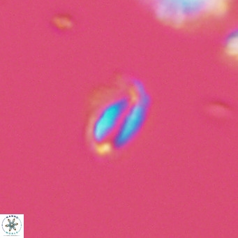 Helicosphaeroides mullerae VR 09903