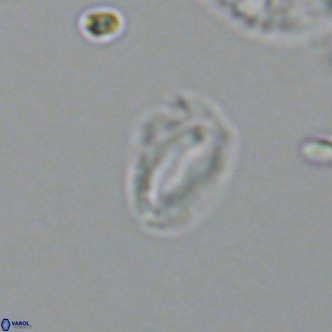 Helicosphaeroides mullerae VR 09904