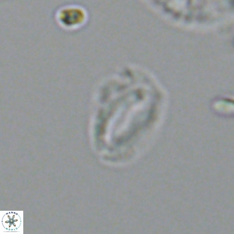 Helicosphaeroides mullerae VR 09904