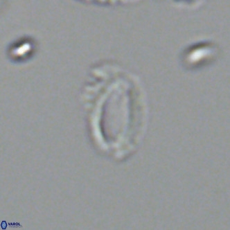 Helicosphaeroides mullerae VR 09905