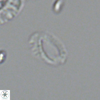 Helicosphaeroides mullerae VR 09906