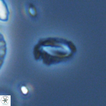 Helicosphaeroides mullerae VR 09909