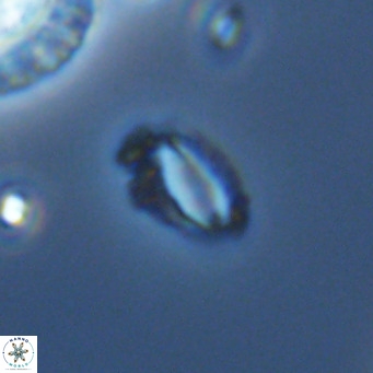 Helicosphaeroides mullerae VR 09910