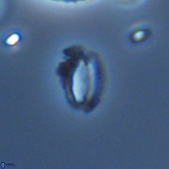 Helicosphaeroides mullerae VR 09911