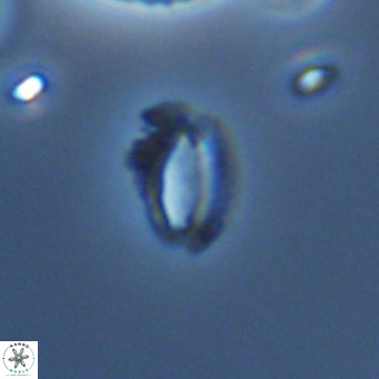 Helicosphaeroides mullerae VR 09911