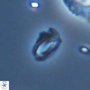 Helicosphaeroides mullerae VR 09912