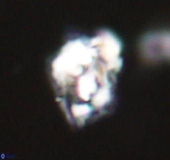 Helicosphaeroides reticulata VR 32897