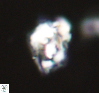 Helicosphaeroides reticulata VR 32897