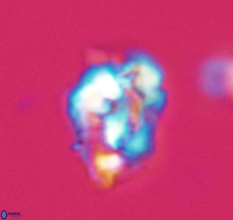 Helicosphaeroides reticulata VR 32898