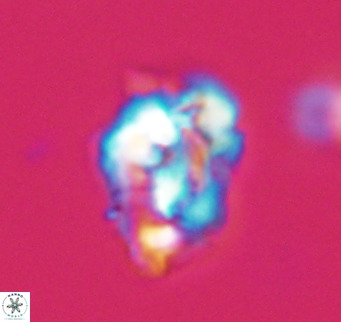 Helicosphaeroides reticulata VR 32898
