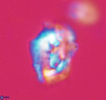 Helicosphaeroides reticulata VR 32899
