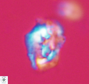 Helicosphaeroides reticulata VR 32899