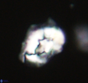 Helicosphaeroides reticulata VR 32904