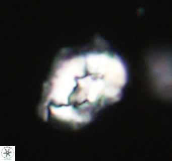 Helicosphaeroides reticulata VR 32904