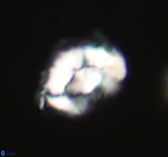Helicosphaeroides reticulata VR 32905