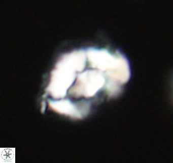 Helicosphaeroides reticulata VR 32905