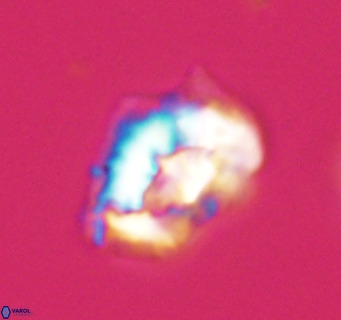 Helicosphaeroides reticulata VR 32906