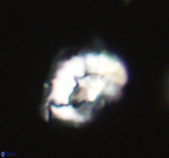 Helicosphaeroides reticulata VR 32907