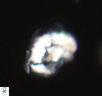 Helicosphaeroides reticulata VR 32907
