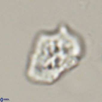 Helicosphaeroides reticulata VR 32908