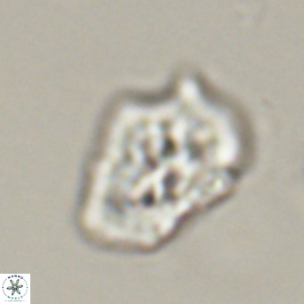 Helicosphaeroides reticulata VR 32908