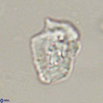 Helicosphaeroides reticulata VR 32909