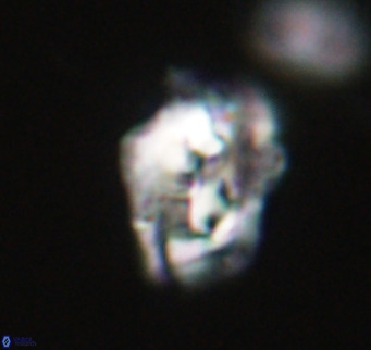 Helicosphaeroides reticulata VR 32900