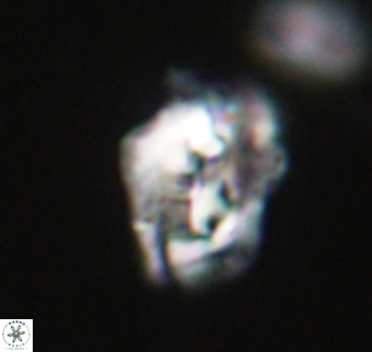 Helicosphaeroides reticulata VR 32900